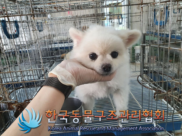 한국동물구조관리협회_411310202300167