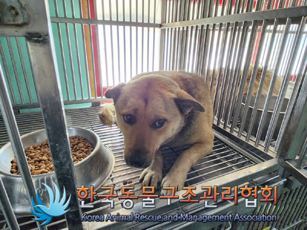 한국동물구조관리협회_441414202300293