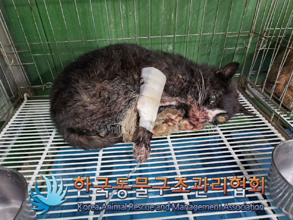 한국동물구조관리협회_411307202300171