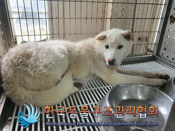 한국동물구조관리협회_441560202300441