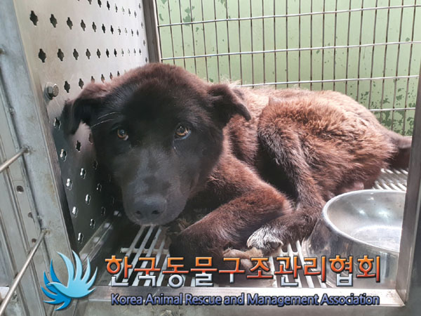 한국동물구조관리협회_441560202300443