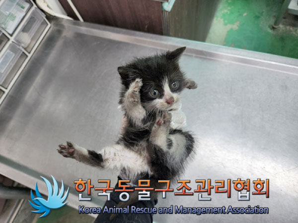한국동물구조관리협회_411312202300267