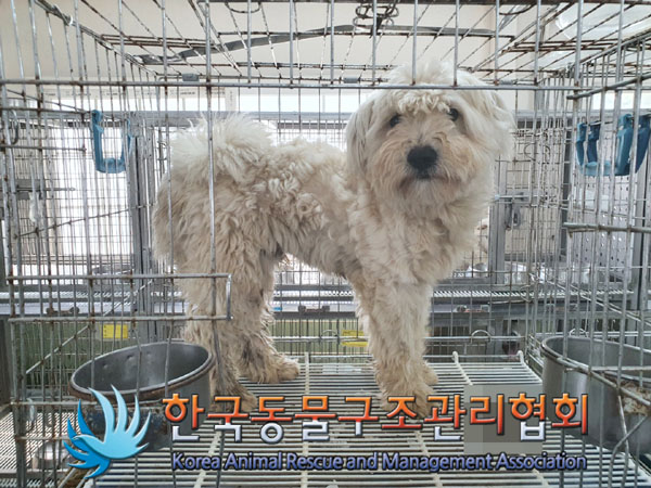 한국동물구조관리협회_441560202300442