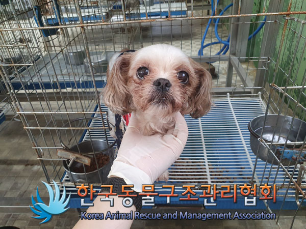 한국동물구조관리협회_441398202300139