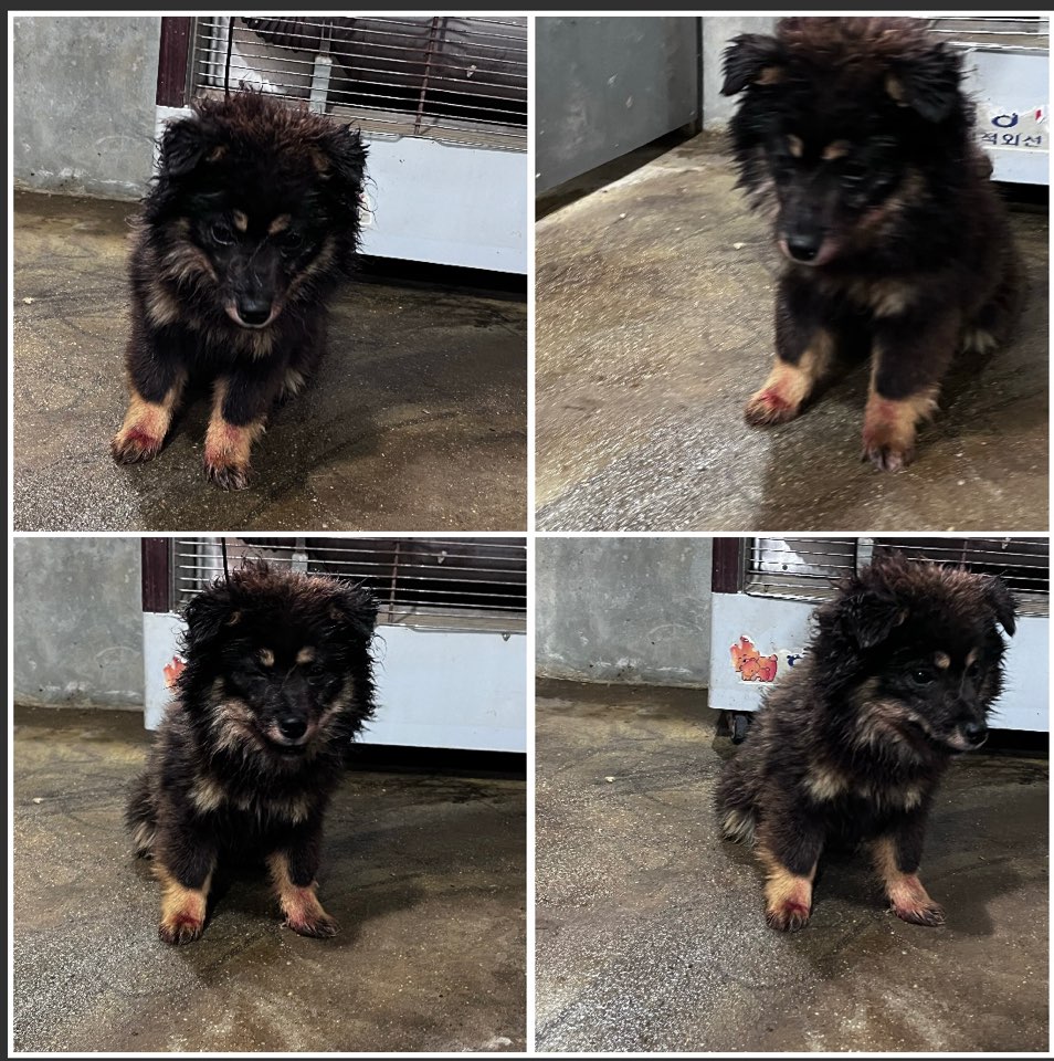 천안시유기동물보호소_444449202300938