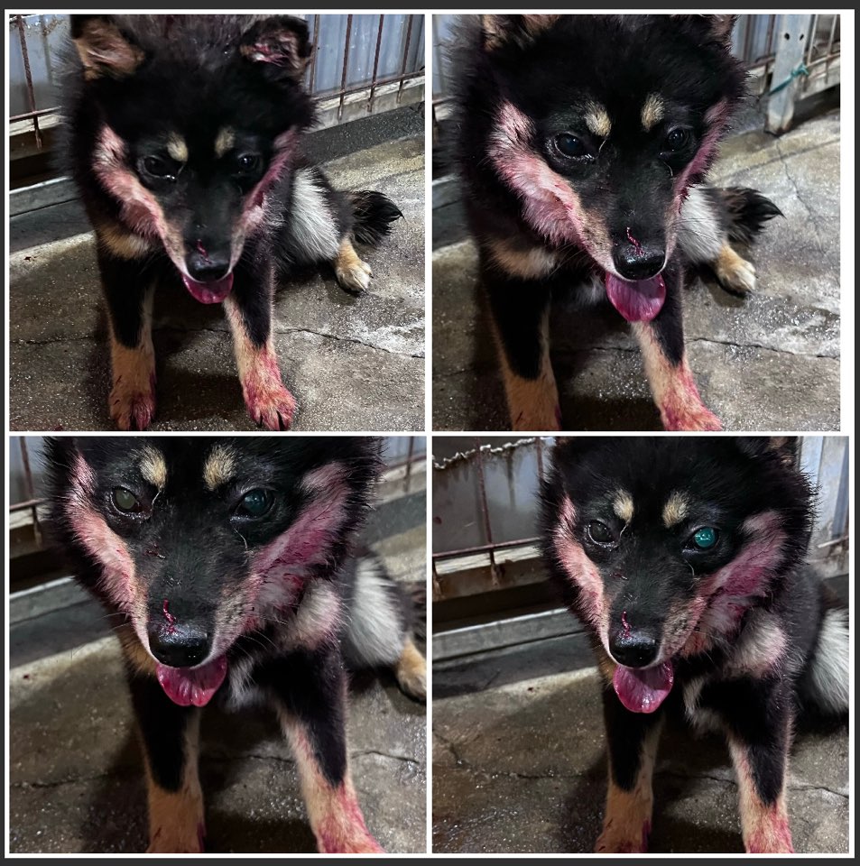천안시유기동물보호소_444449202300939