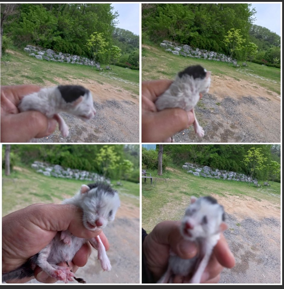 천안시유기동물보호소_444449202300934