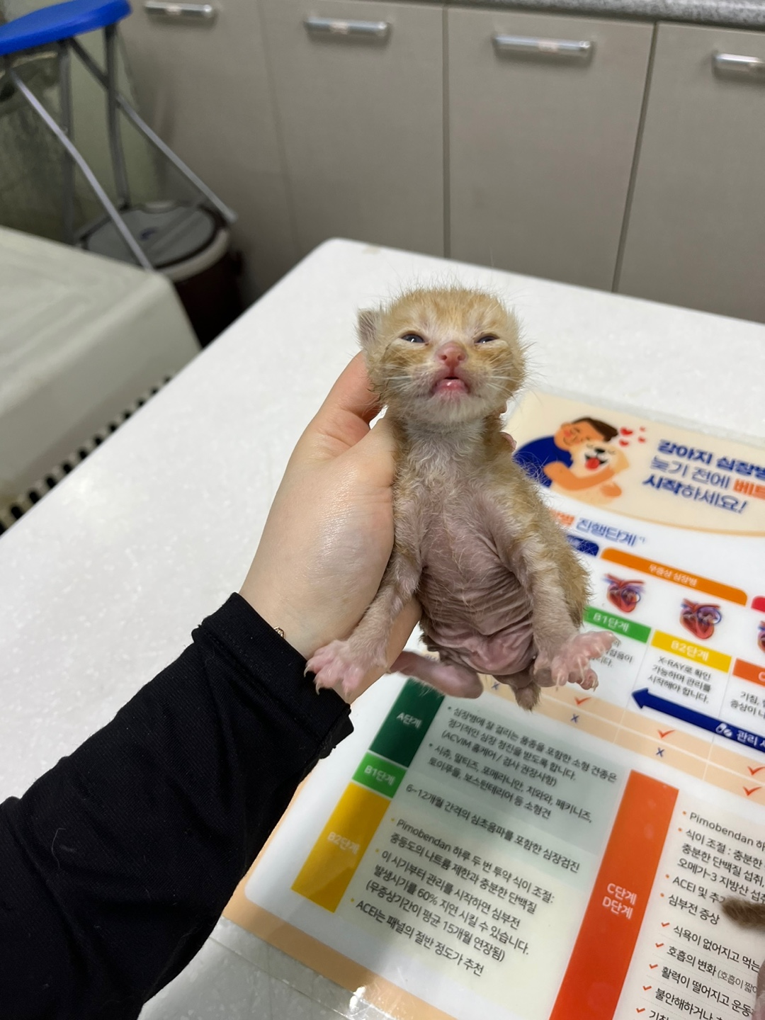 동인동물병원_427348202300360