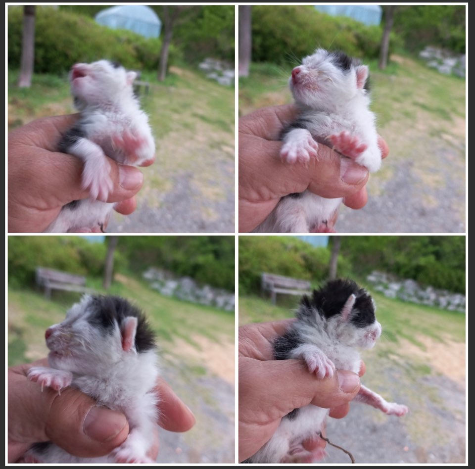 천안시유기동물보호소_444449202300935