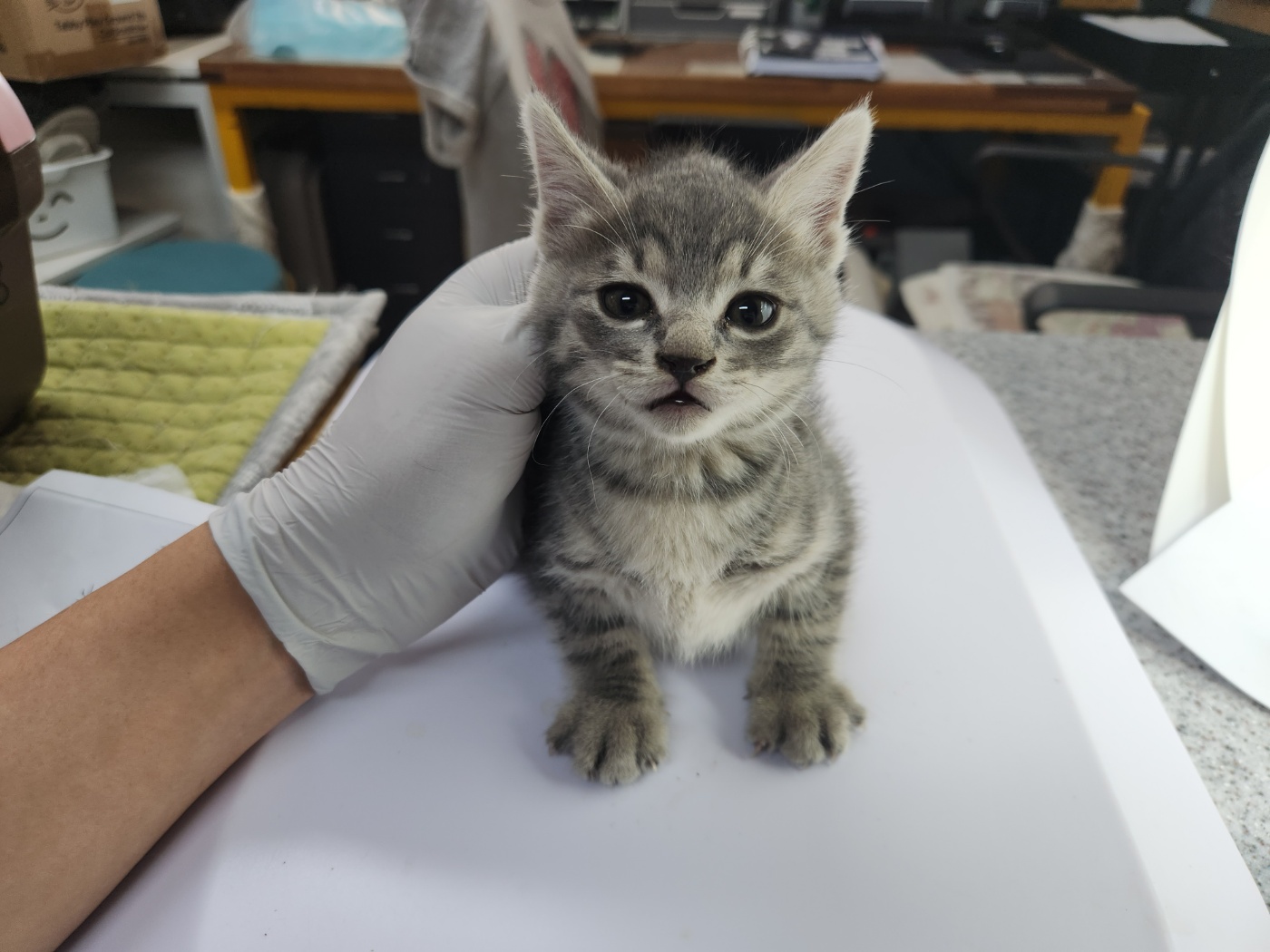 광주 동물보호소_429362202300266