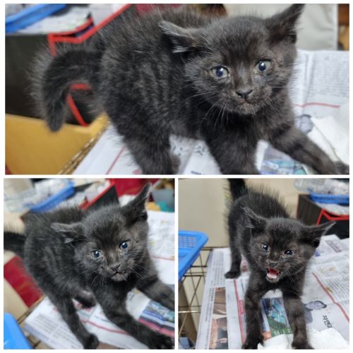 부안군 동물보호센터_445479202300261