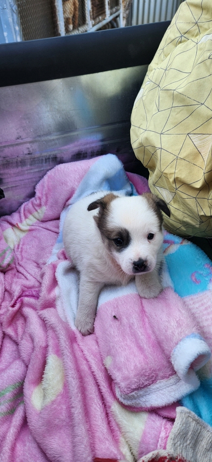 익산유기동물보호소_445468202300901