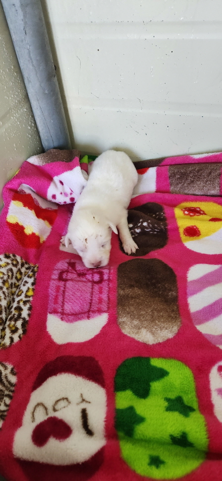 익산유기동물보호소_445468202300891