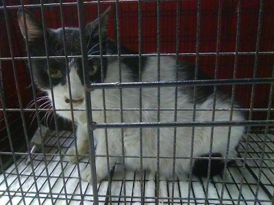 산타클라라동물병원_431369202300299