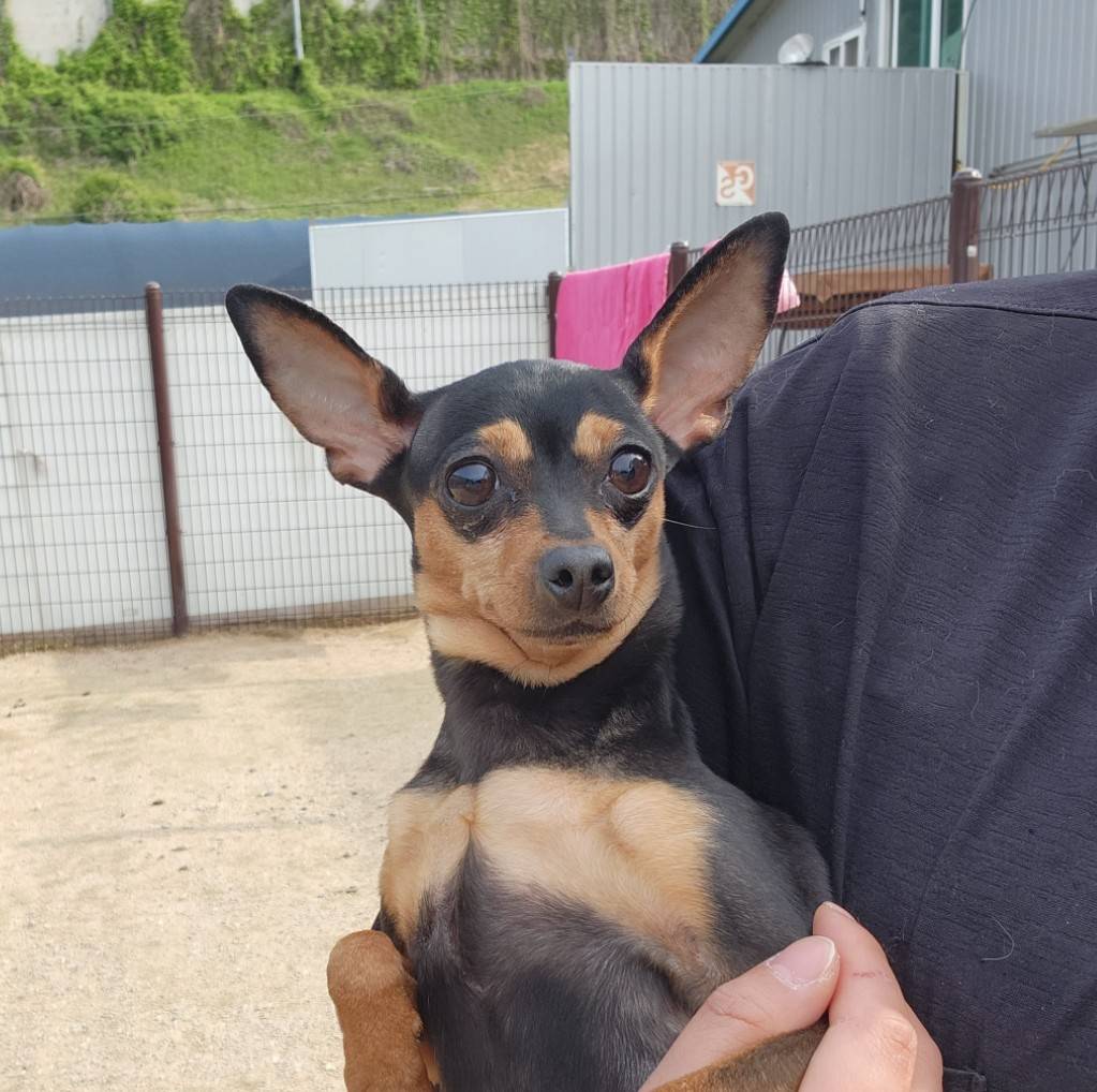 한국야생동물보호협회_441393202300688