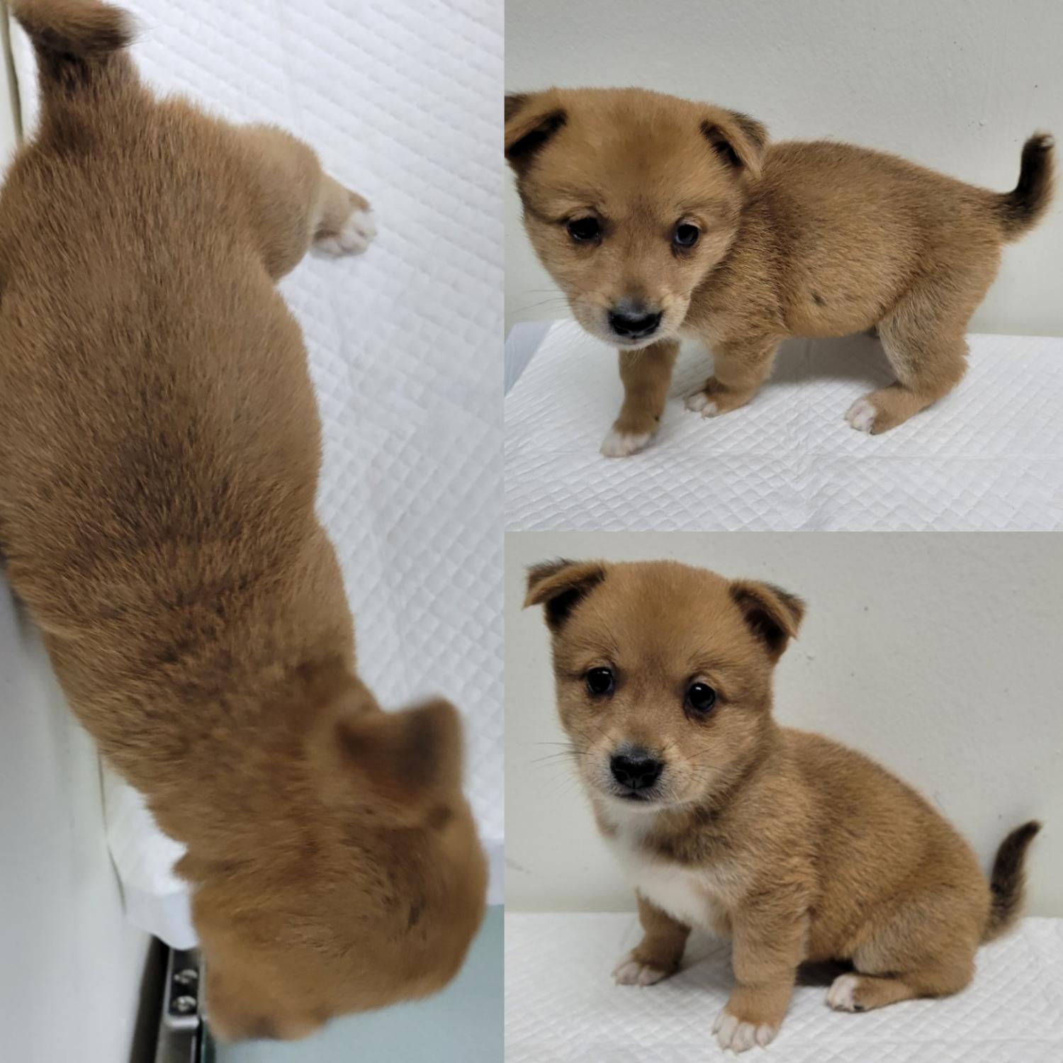 논산시 동물보호센터_444454202300147
