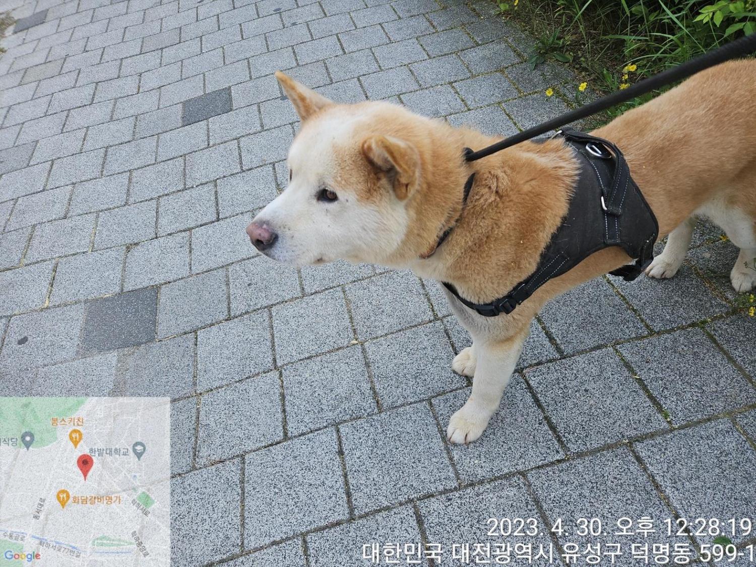 대전동물보호센터_430367202300261