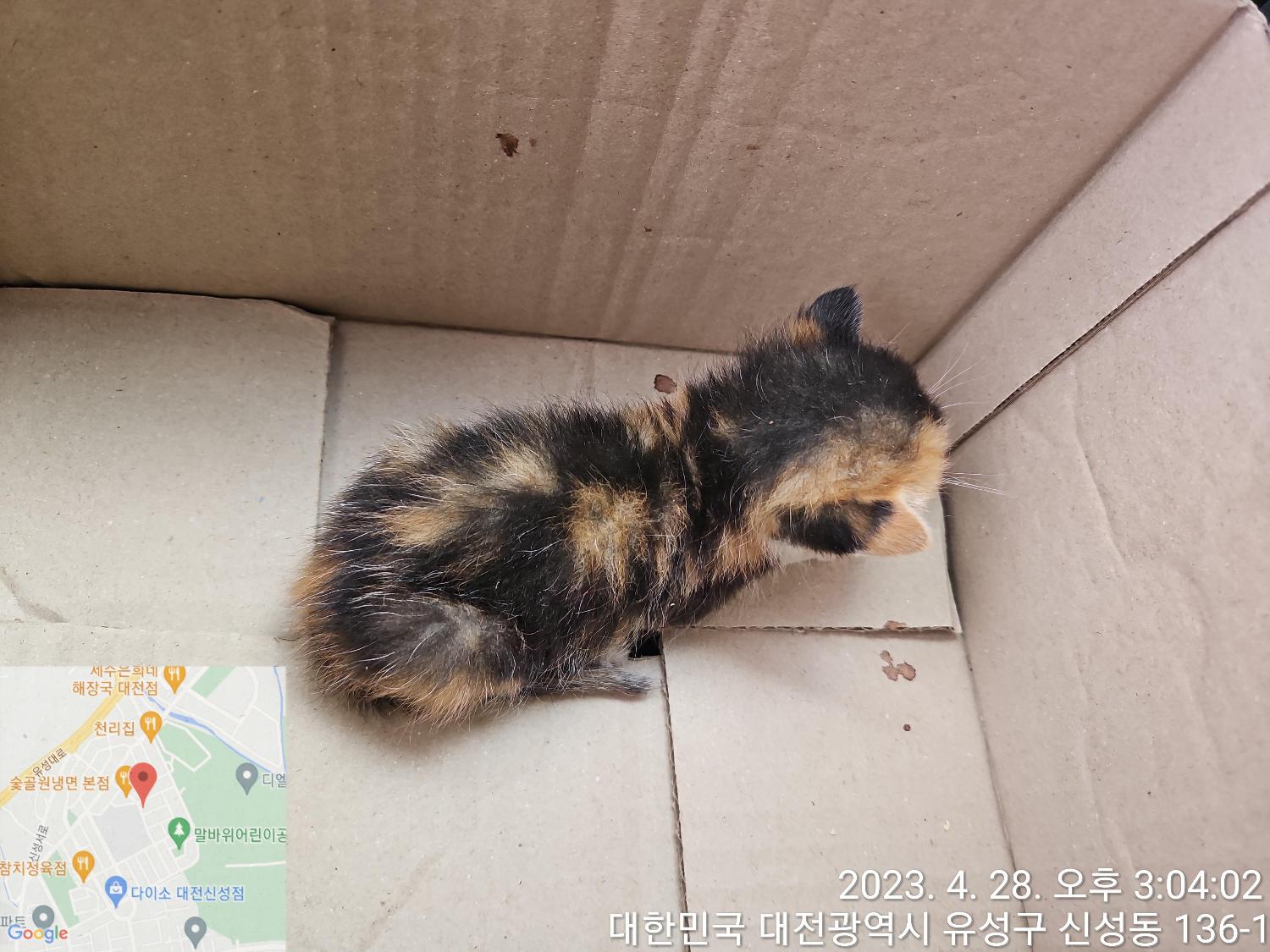 대전동물보호센터_430367202300258