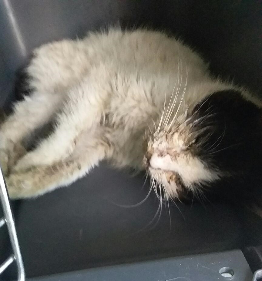 대구유기동물보호센터_427342202300262