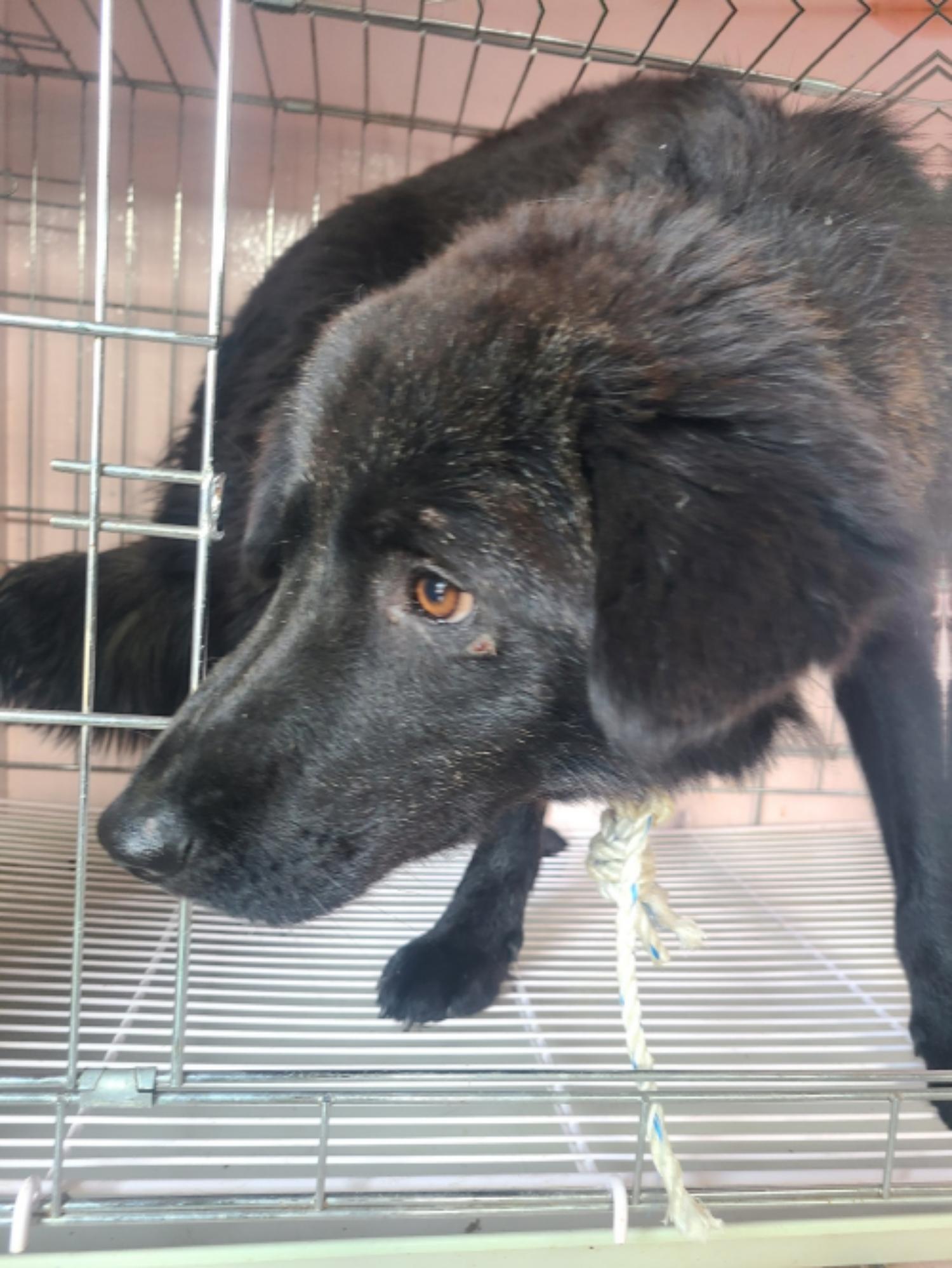 유기동물및관리협회_448535202300583