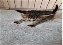 (사)유기동물및동물보호관리협회_426339202300064