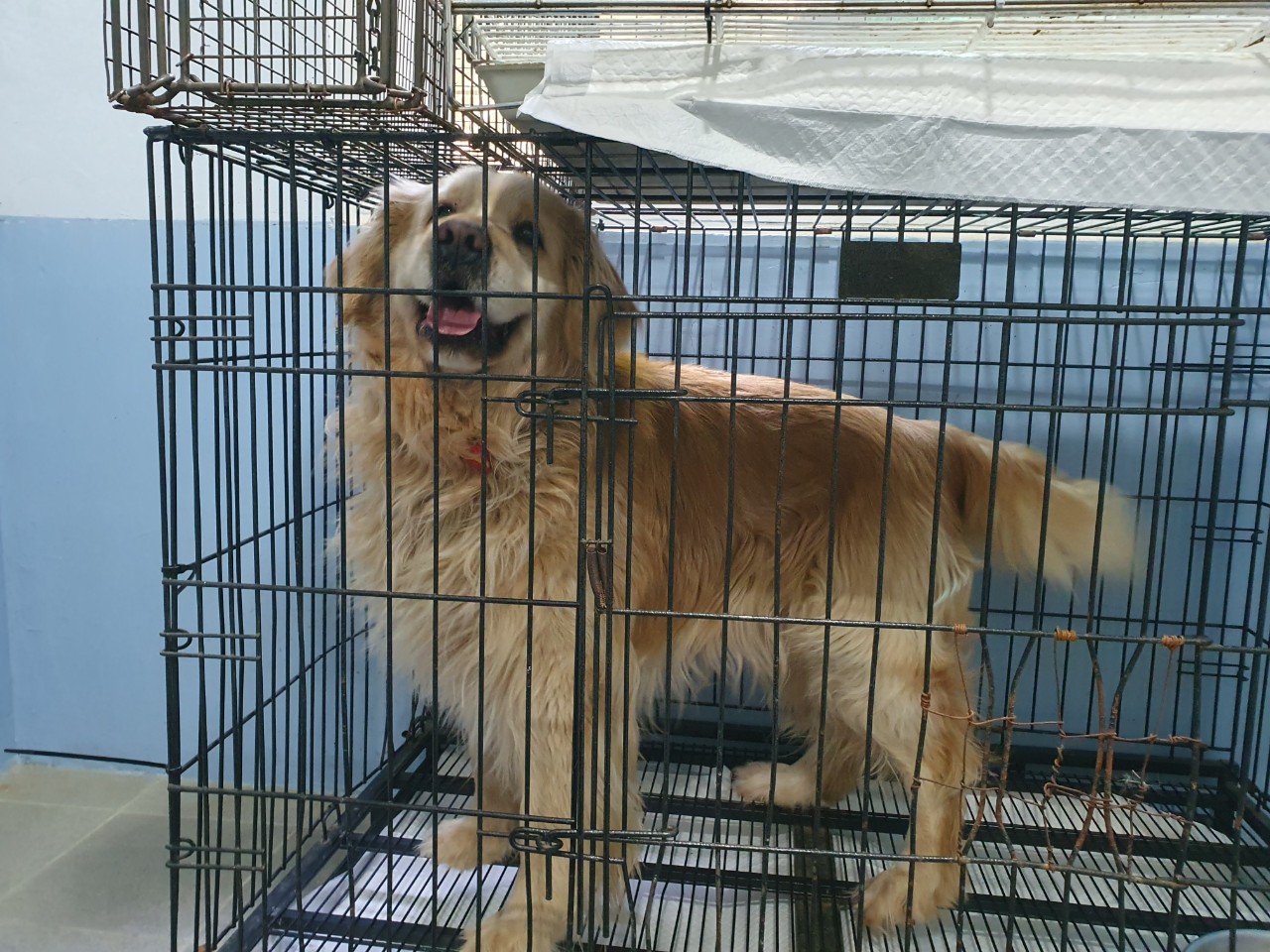 양평군유기동물보호소_441417202300218