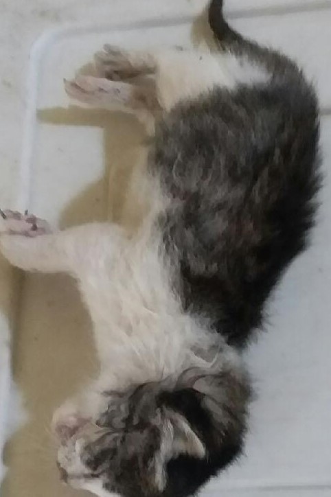 대구유기동물보호협회_427344202300129