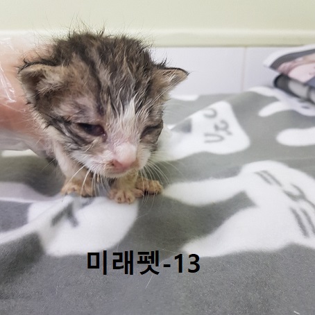미래펫동물병원_431370202300305