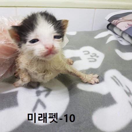 미래펫동물병원_431370202300302