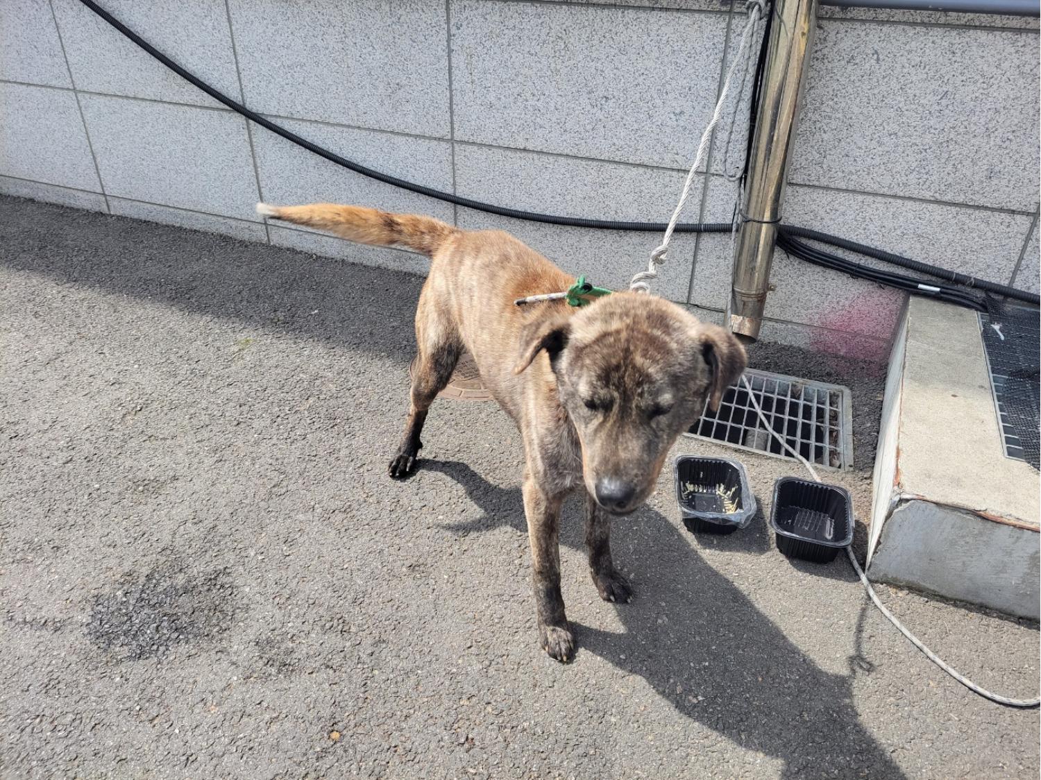 고양시동물보호센터_441394202300928