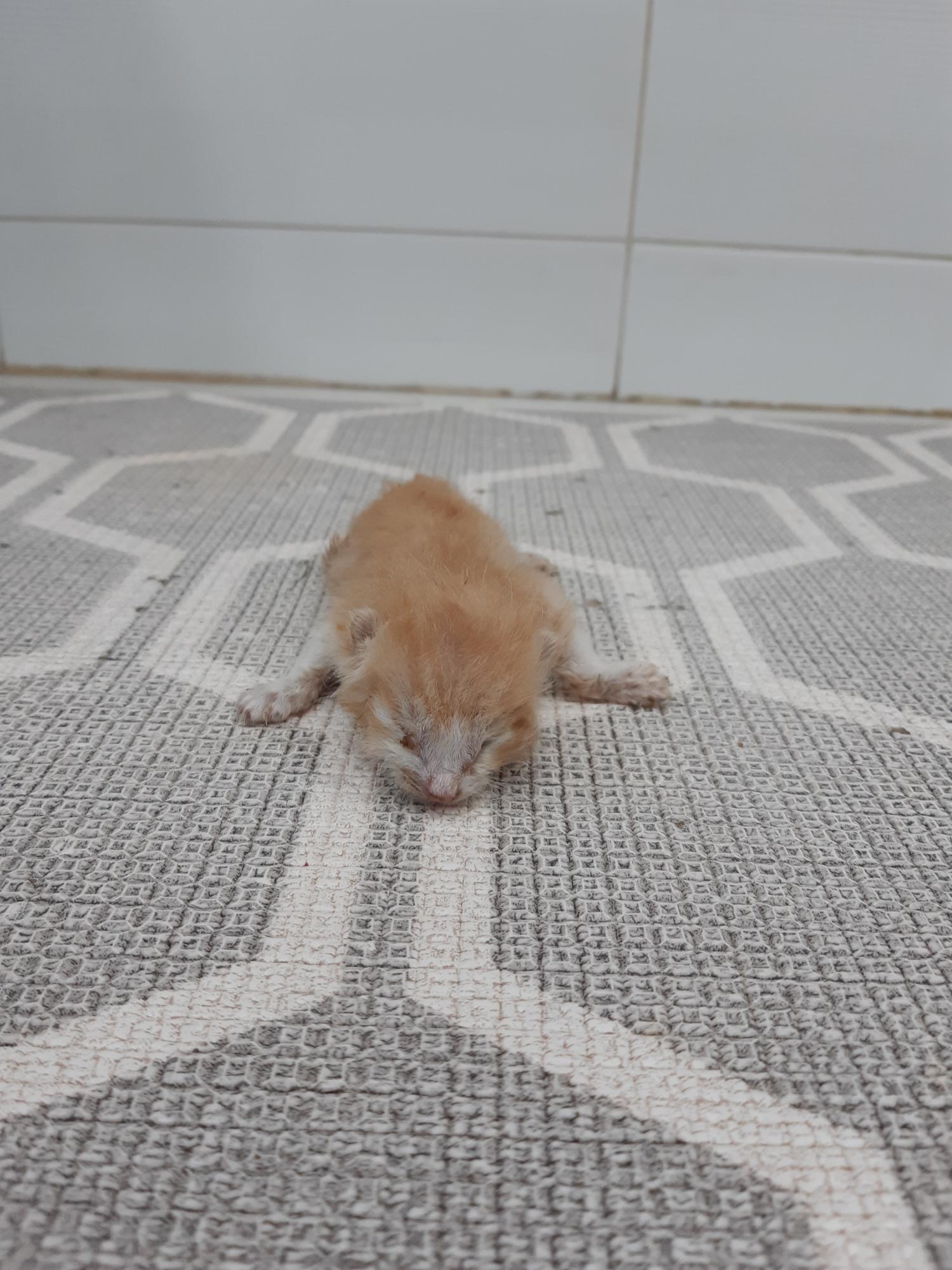 제니스동물병원_427346202300422
