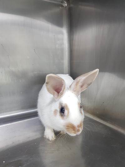 조재진동물병원_428354202300519