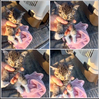 천안시유기동물보호소_444449202300945