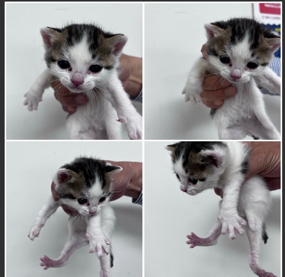 천안시유기동물보호소_444449202300947