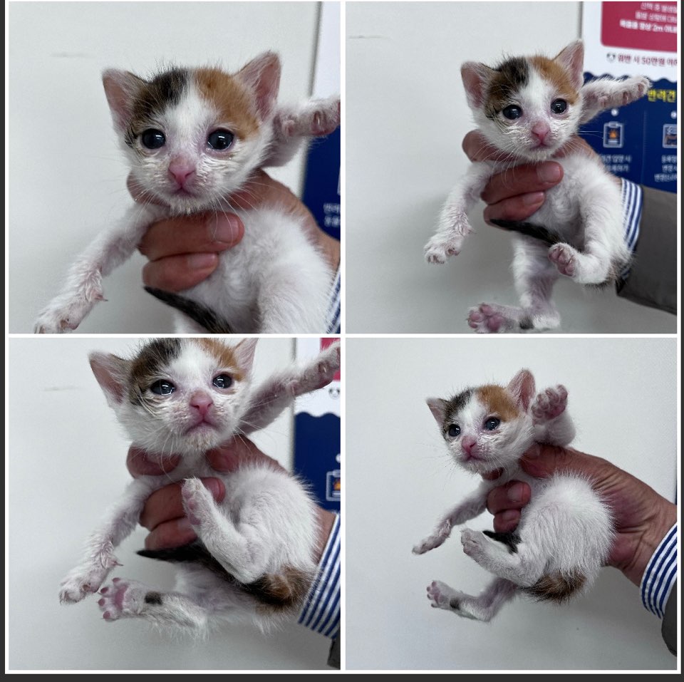 천안시유기동물보호소_444449202300944