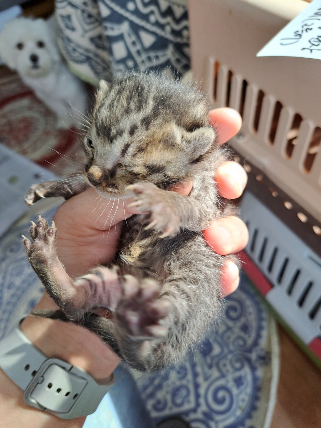 울산유기동물보호센터_431372202300181