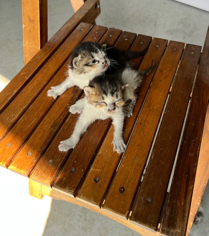 부산동물보호센터_426326202300110