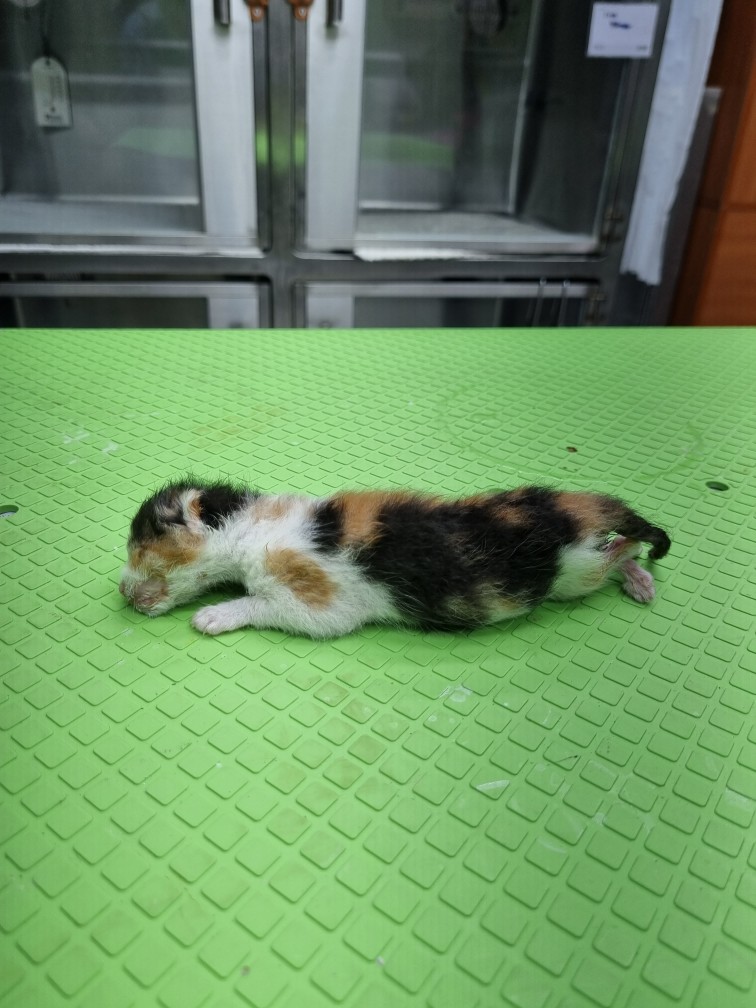 신공항동물병원_428349202300389