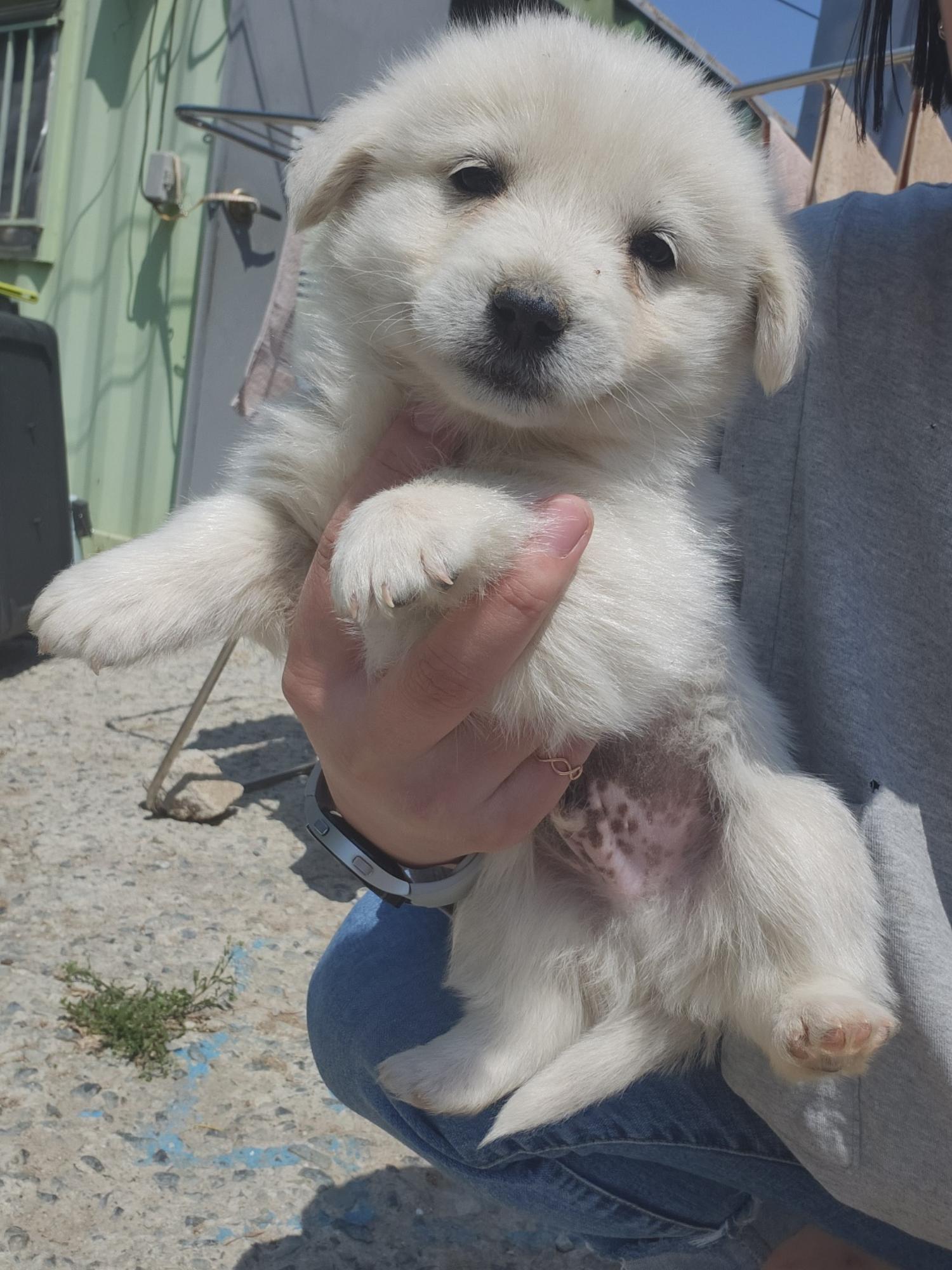 울산유기동물보호센터_431373202300427