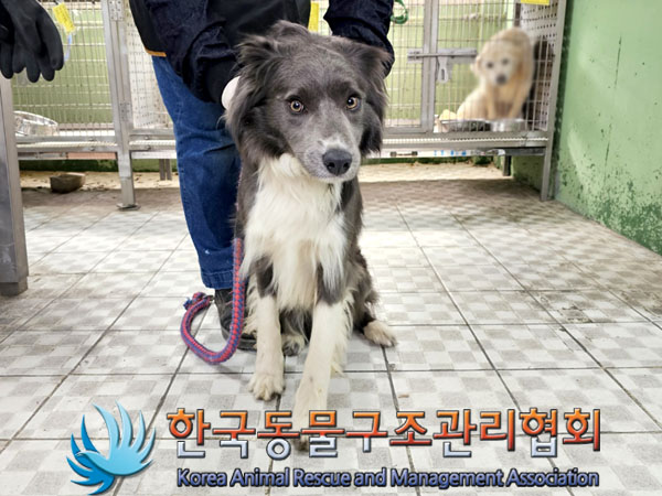한국동물구조관리협회_441406202300568