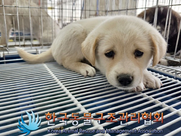 한국동물구조관리협회_441382202300300