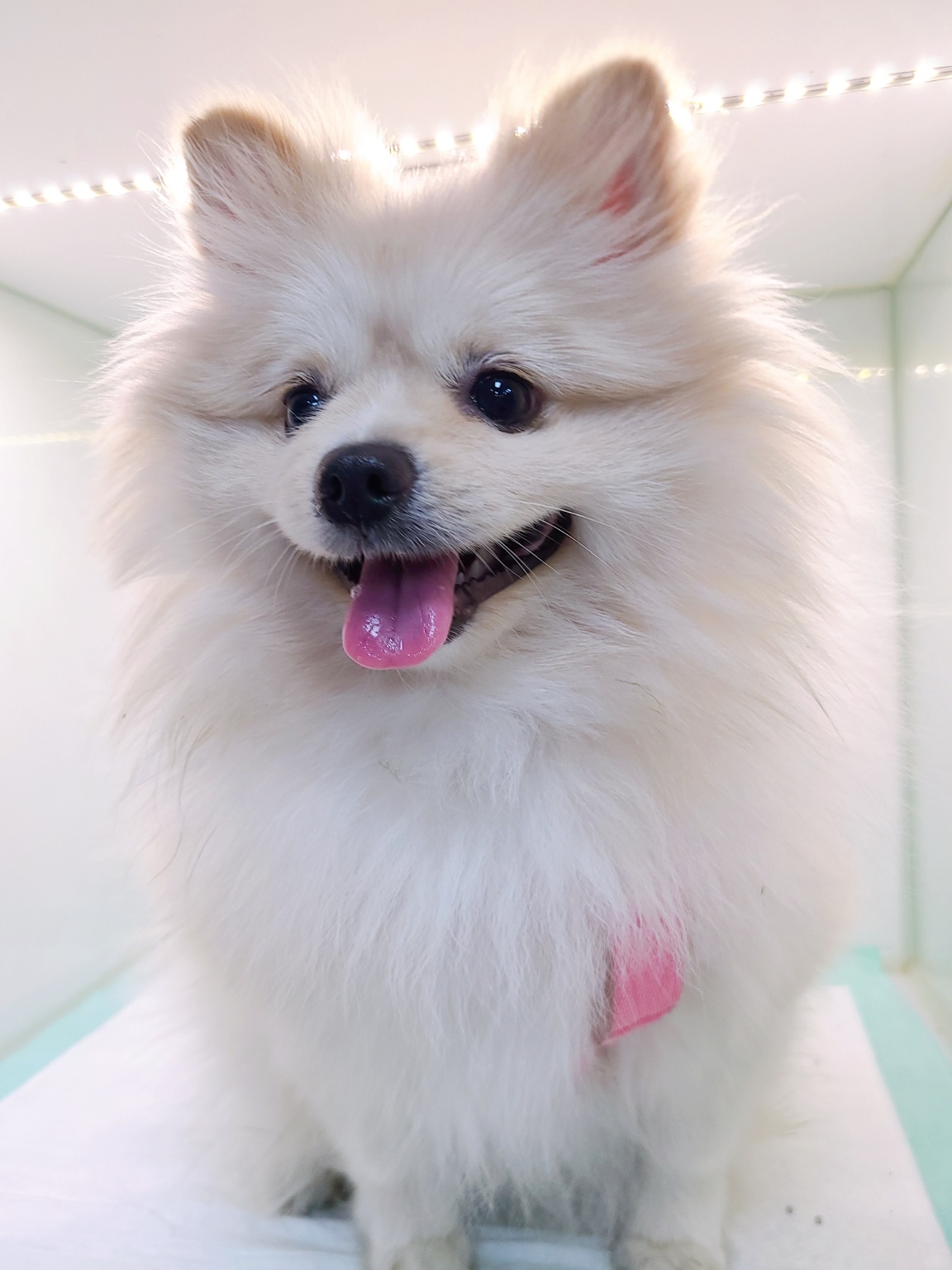 24시아이동물메디컬_441386202300450