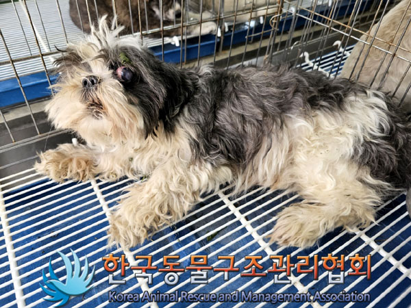 한국동물구조관리협회_441559202300349