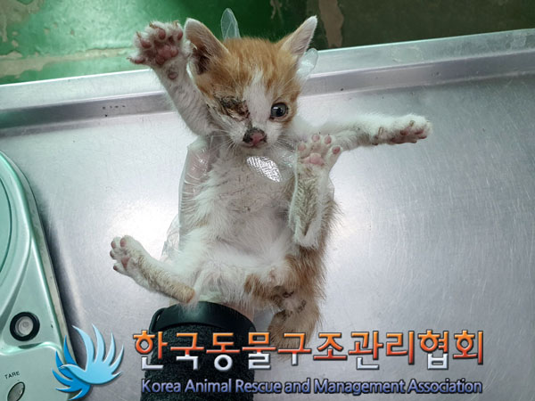 한국동물구조관리협회_411323202300329