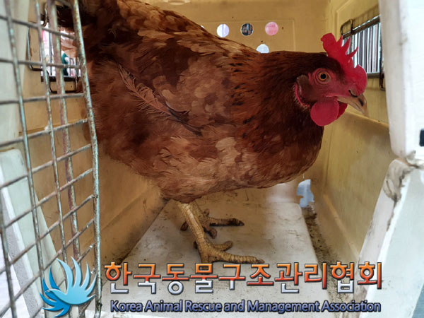 한국동물구조관리협회_411323202300328