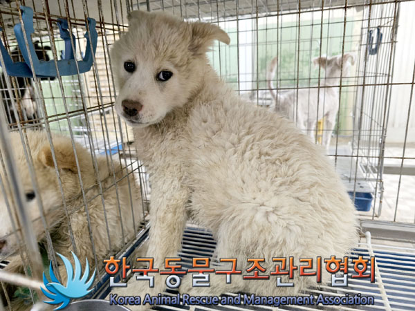 한국동물구조관리협회_441409202300645