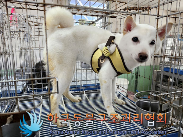 한국동물구조관리협회_441382202300298