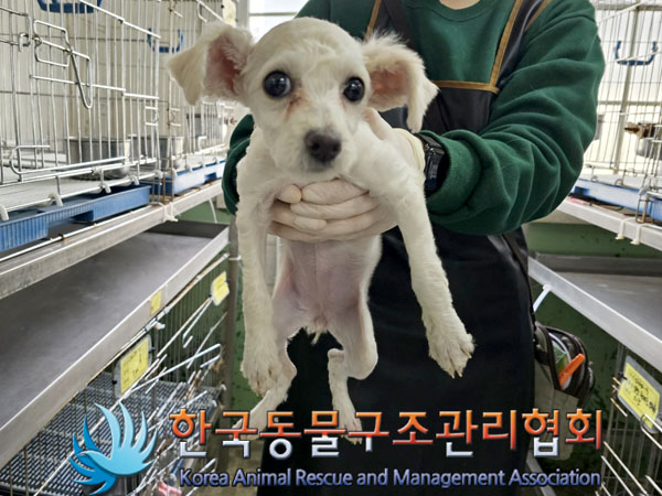 한국동물구조관리협회_441392202300060
