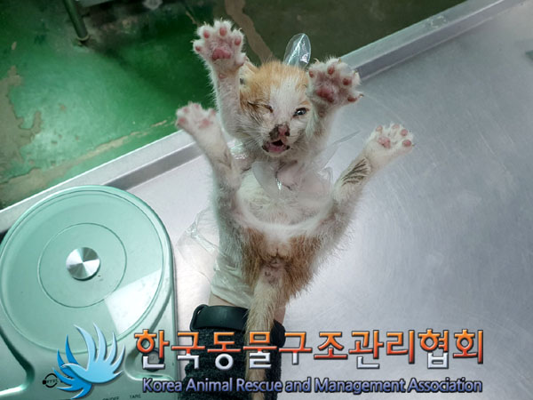 한국동물구조관리협회_411323202300330