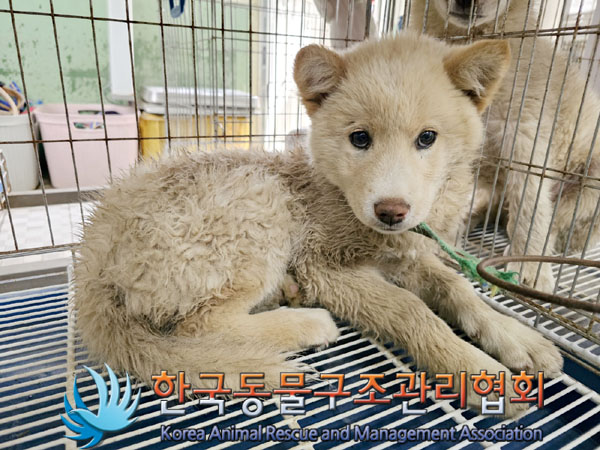 한국동물구조관리협회_441409202300647